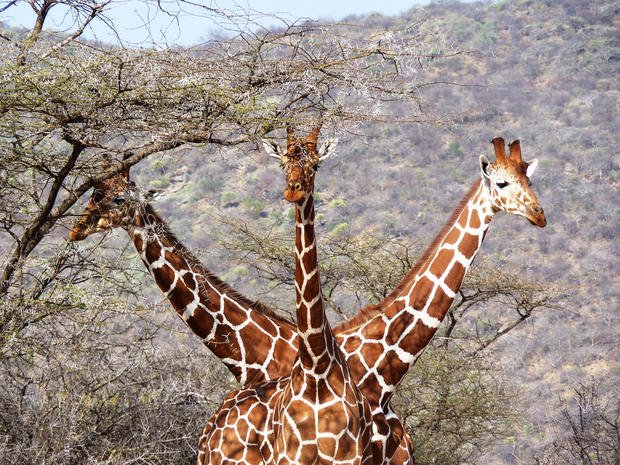 The ‘silent extinction’ stalking giraffes