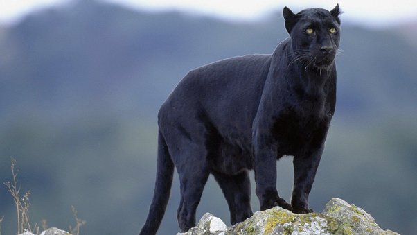 THE INCREDIBLE BLACK LEOPARD