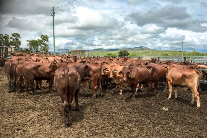 Millions of cows face threat of heat stress. But cutting back on your beef may help