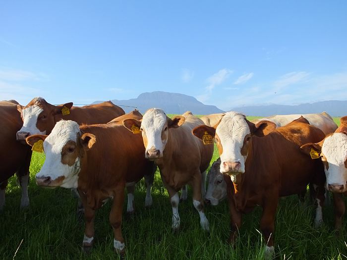 Farmers Are Breeding Heat-Resistant Cows