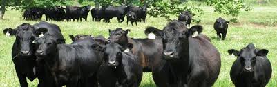 Regeneratively grass-fed beef can be 85% more nutrient dense than conventionally raised beef