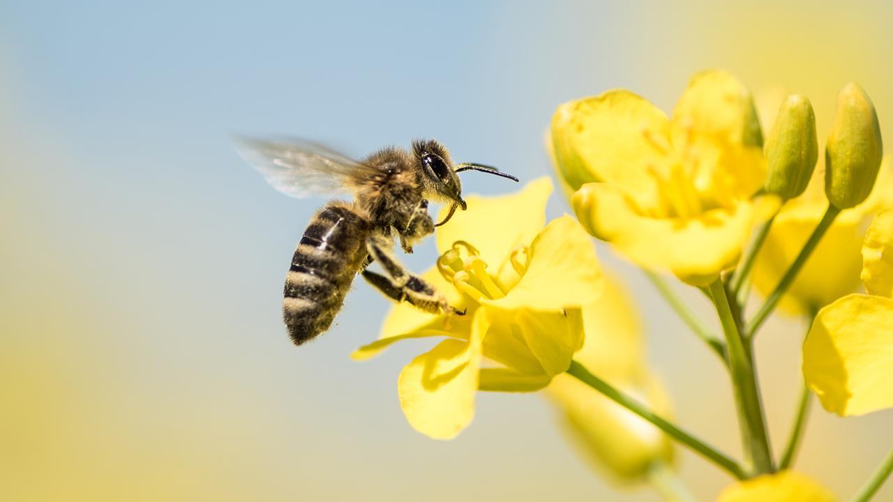 To bee or not to bee: South African beekeepers face tough odds