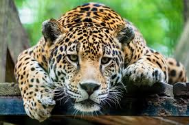 Jaguar population rises in Iguazú Falls region