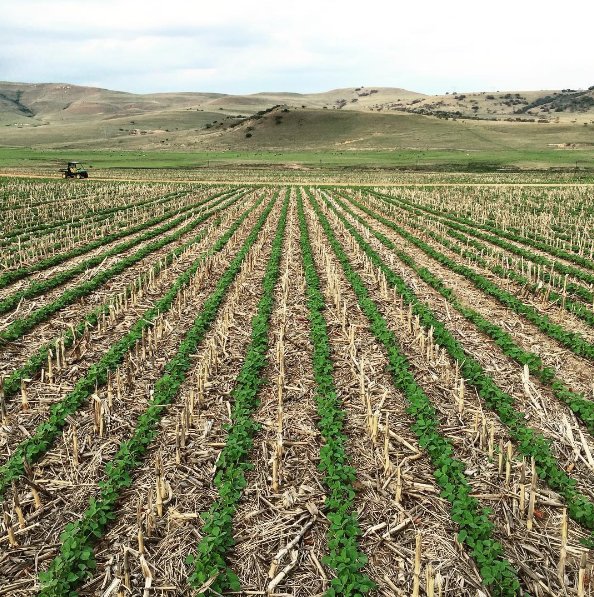 If crop insurance rewarded conservation practices, would more farmers go no-till?