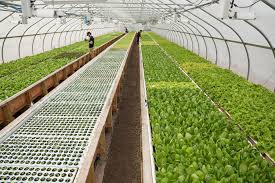 What’s aquaponics, and how could it help sustainable farming?