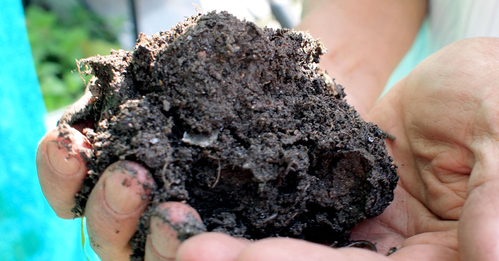 Biochar technology shows promise in mitigating climate change and improving soil quality.