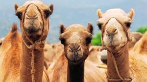 How to rear and make a living from camel farming