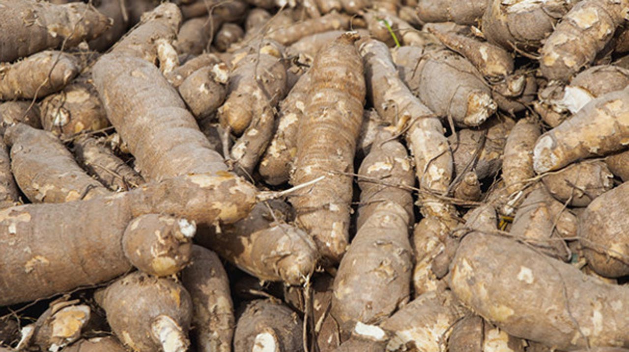 Climate-smart cassava gets new use in Zambia: hand sanitiser