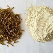 Insect meal: A soya alternative in the poultry industry