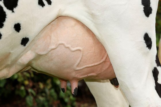 Why you should consider breeding for healthier dairy cows