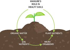 The role of organic matter in soil