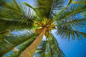 Where do palm trees grow and why does it matter?