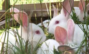 Market opportunities for South Africa’s Rabbit meat Industry