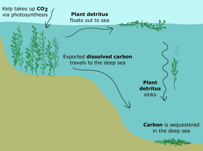 Taking carbon farming out to sea