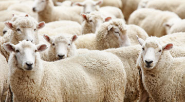 Sheep Farming in South Africa-