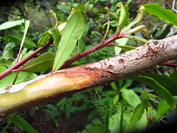 Across the world, trees are growing faster, dying younger – and will soon store less carbon