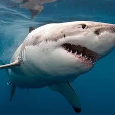 Great white vanishing act: where have South Africa's famous sharks gone?