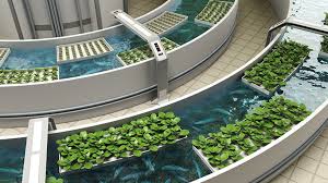 Aquaponics: An answer to food security, sustainable agriculture