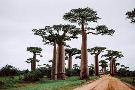 The sex organs of baobab flowers may solve the puzzle of trees that bear more fruit