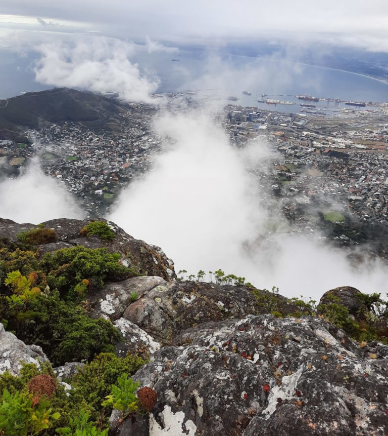 Fynbos: why fire is important for its survival
