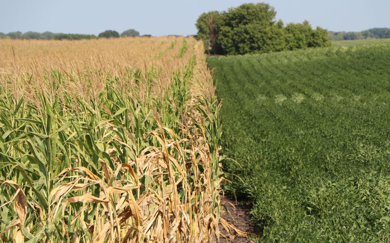 Crop Progress report loses market influence as harvest begins- USA  and more