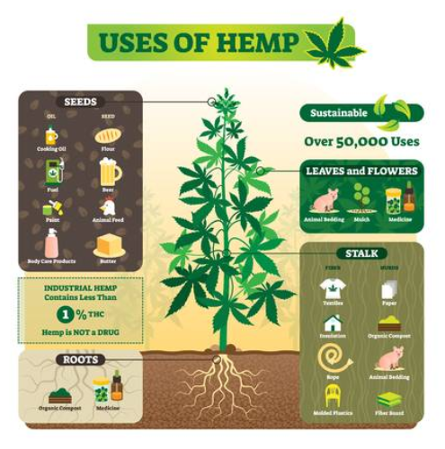 Hemp The New Source Of The Futures Renewable Energy- South Africa