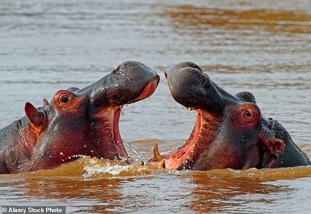 We used 60-year-old notebooks to find out why male hippos have bigger tusks than females