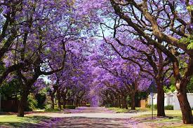 Jacarandas in parts of South Africa are flowering earlier: why it's a warning sign