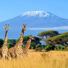 Increasing land use could turn Mount Kilimanjaro into an ecological island