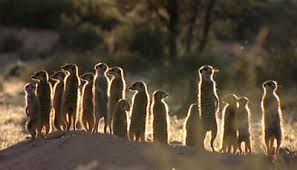 MONGOOSES OF THE DESERT