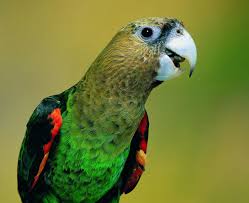 Africa's rear Parrots