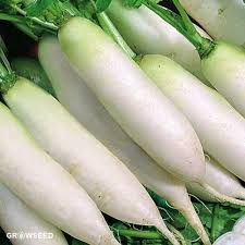 How do radishes work as a cover crop?