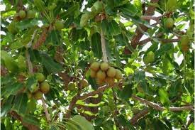 Shea trees are falling fast across Africa, victims of new pressures (commentary)