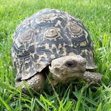 Seychelles tortoise that hunted bird stuns scientists