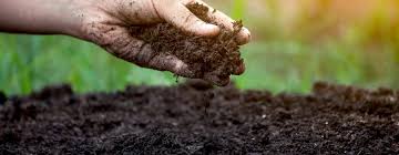 Restoring soil fertility via perennialization 