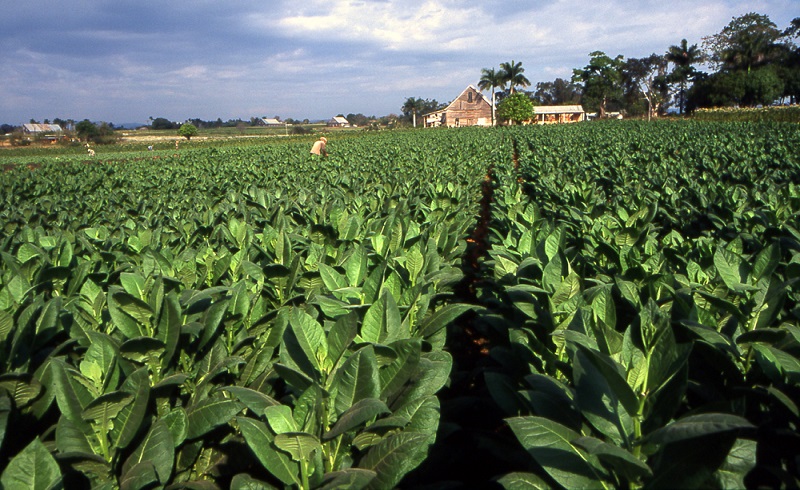 Lessons from Zimbabwe’s tobacco farmers for the COP26 climate change talks