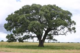 Africa indigenous fruit trees offer major benefits. But they’re being ignored