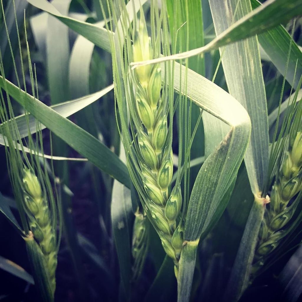 US wheat prices could be due for correction, analysts warn