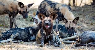 Africa’s Wild Dogs’: Nomads of the Bushveld