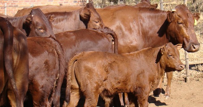 Grass fed beef market to grow by $6.3 BN over the next decade