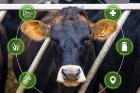 8 digital technologies for a new era of beef production