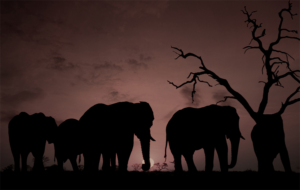 Elephants that creep in the dark – how elephants distinguish between human activities