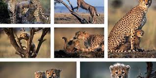 World Wildlife Day 2022 – The UN promotes the sustainable use of endangered species