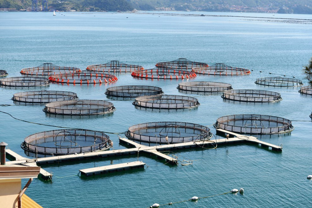 A Visual Aquaculture System Using a Cloud-Based Autonomous Drones