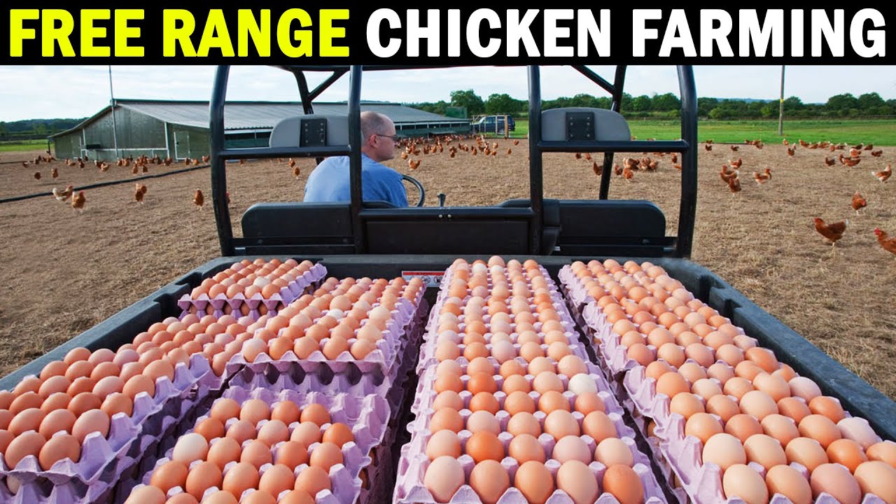 WHAT ARE CAGE-FREE EGGS? THE DIFFERENCE BETWEEN CAGE-FREE AND FREE RANGE