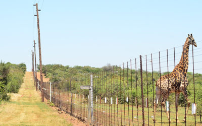 Animal toll of electric fences