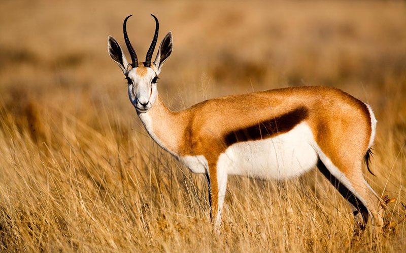 How antelopes under threat from the climate crisis have responded to rising temperatures