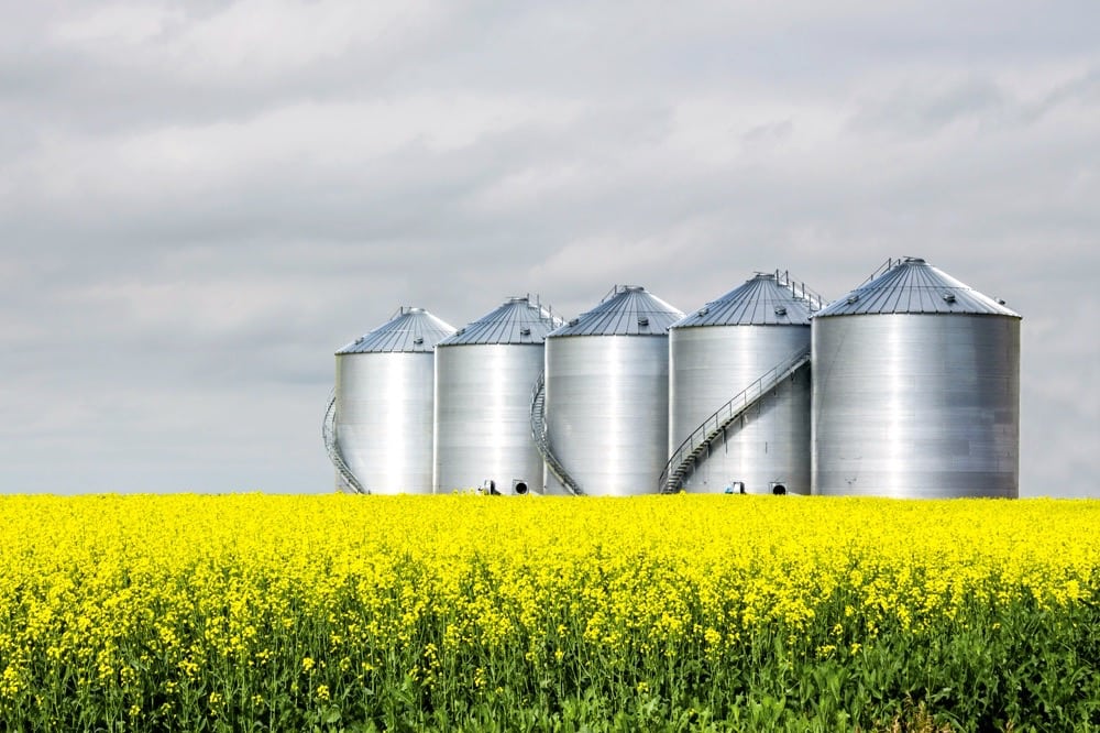 Canola crushing it