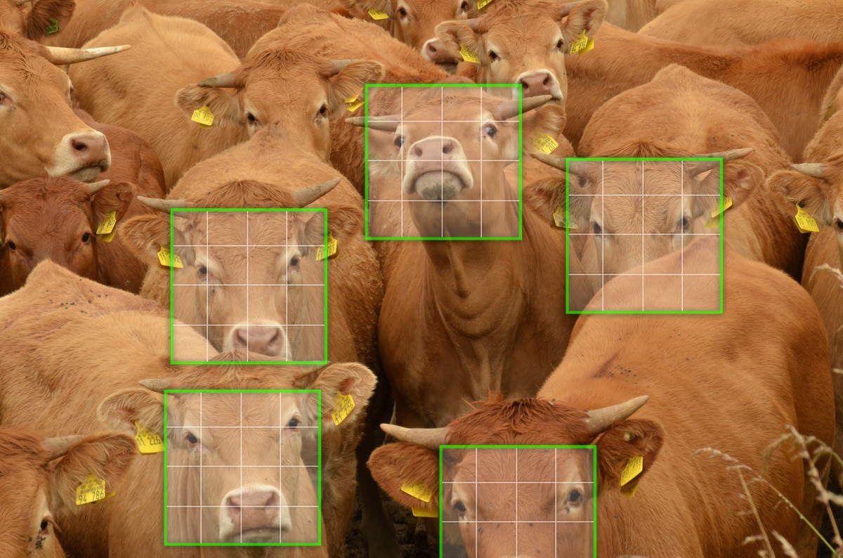Facial Recognition Technology Could Improve Livestock Health