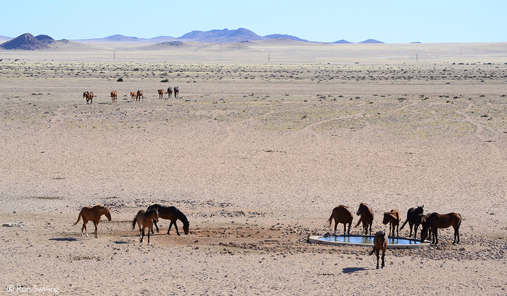 Wild desert horses fights for survival. 